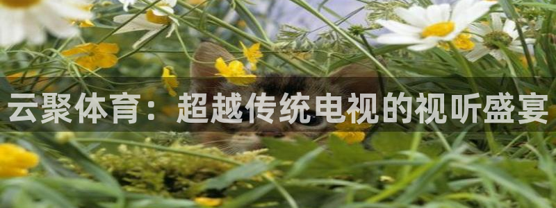 88看球直播官网入口：云聚体育：超越传统电视的视听盛宴